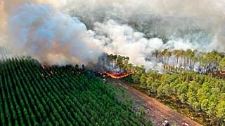 Ein Waldbrand bei Landiras in der Gironde an diesem Mittwoch
