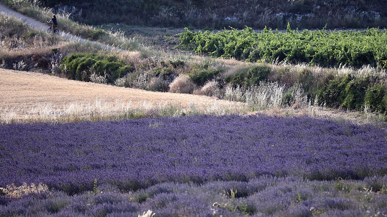 Ein Lavendelfeld in der Provence
