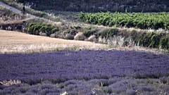 Ein Lavendelfeld in der Provence