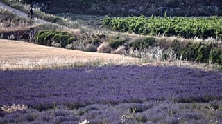 Ein Lavendelfeld in der Provence