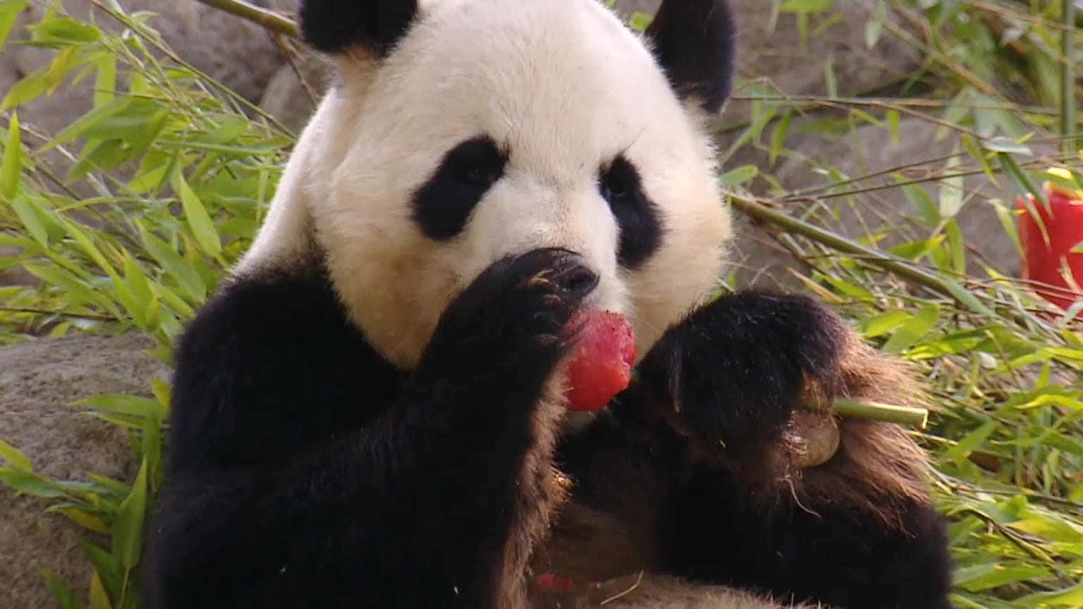 Esta "novedosa" propuesta del zoo también permite a los animales distraerse en estos largos días de verano. 
