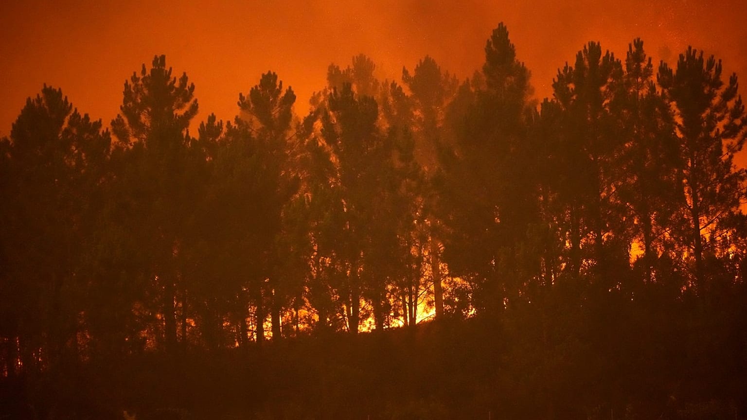 Un feu de forêt atteint une ligne de pins dans le village de Bemposta, près d'Ansiao, dans le centre du Portugal, mercredi 13 juillet 2022.