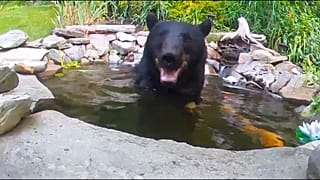Bear cools off in pond, scared away by koi carps