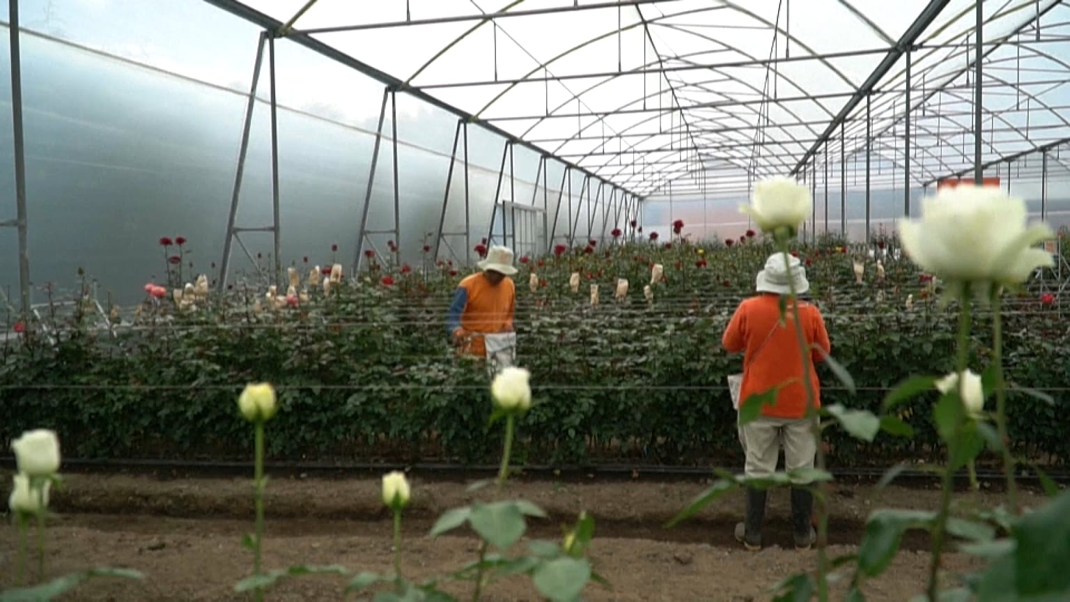 En crisis la industria de las flores en Ecuador 