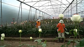 En crisis la industria de las flores en Ecuador