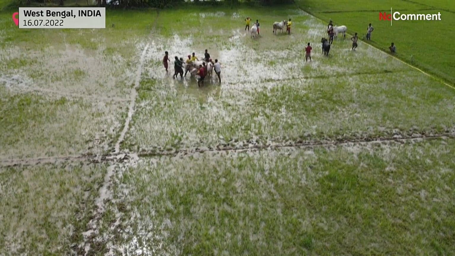 Das traditionelle Kuhrennen findet immer am Anfang der Monsoon-Saison statt.
