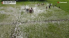 Das traditionelle Kuhrennen findet immer am Anfang der Monsoon-Saison statt.