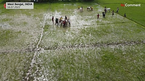 Das traditionelle Kuhrennen findet immer am Anfang der Monsoon-Saison statt.
