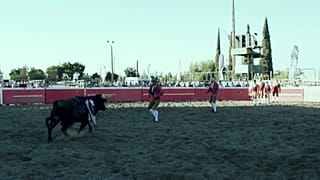 برتغاليون يصارعون الثيران في كاليفورنيا 
