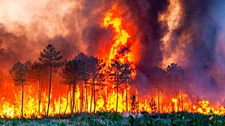 Waldbrand in Westfrankreich bei extremer Dürre und Hitze