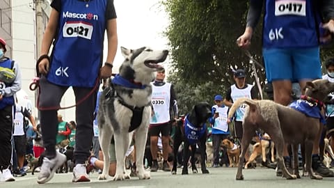 Tag des Hundes in Lima