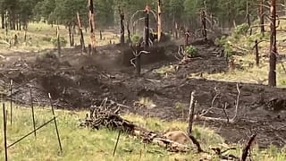 Arizona Game and Fish Department via Storyful