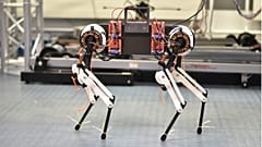 The robot dog that learns to walk