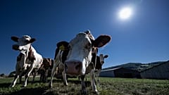 Des vaches laitières souffrent de la chaleur dans un pâturage à Saint-Martin-en-Haut, dans le centre de la France, le 14 juillet 2022.