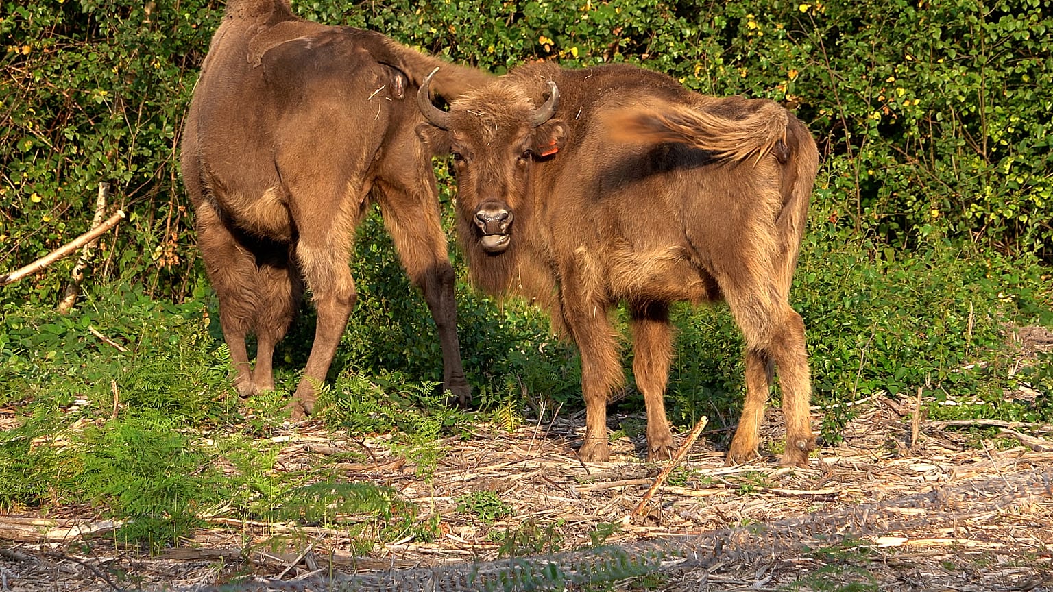 Des bisons sont libérés d'un corral dans la réserve naturelle du Wildwood Trust dans le Kent le 18 juillet 2022. 