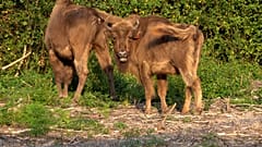 Des bisons sont libérés d'un corral dans la réserve naturelle du Wildwood Trust dans le Kent le 18 juillet 2022. 