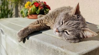 Pay extra attention to cats in the heatwave as they don't always show if they're feeling unwell