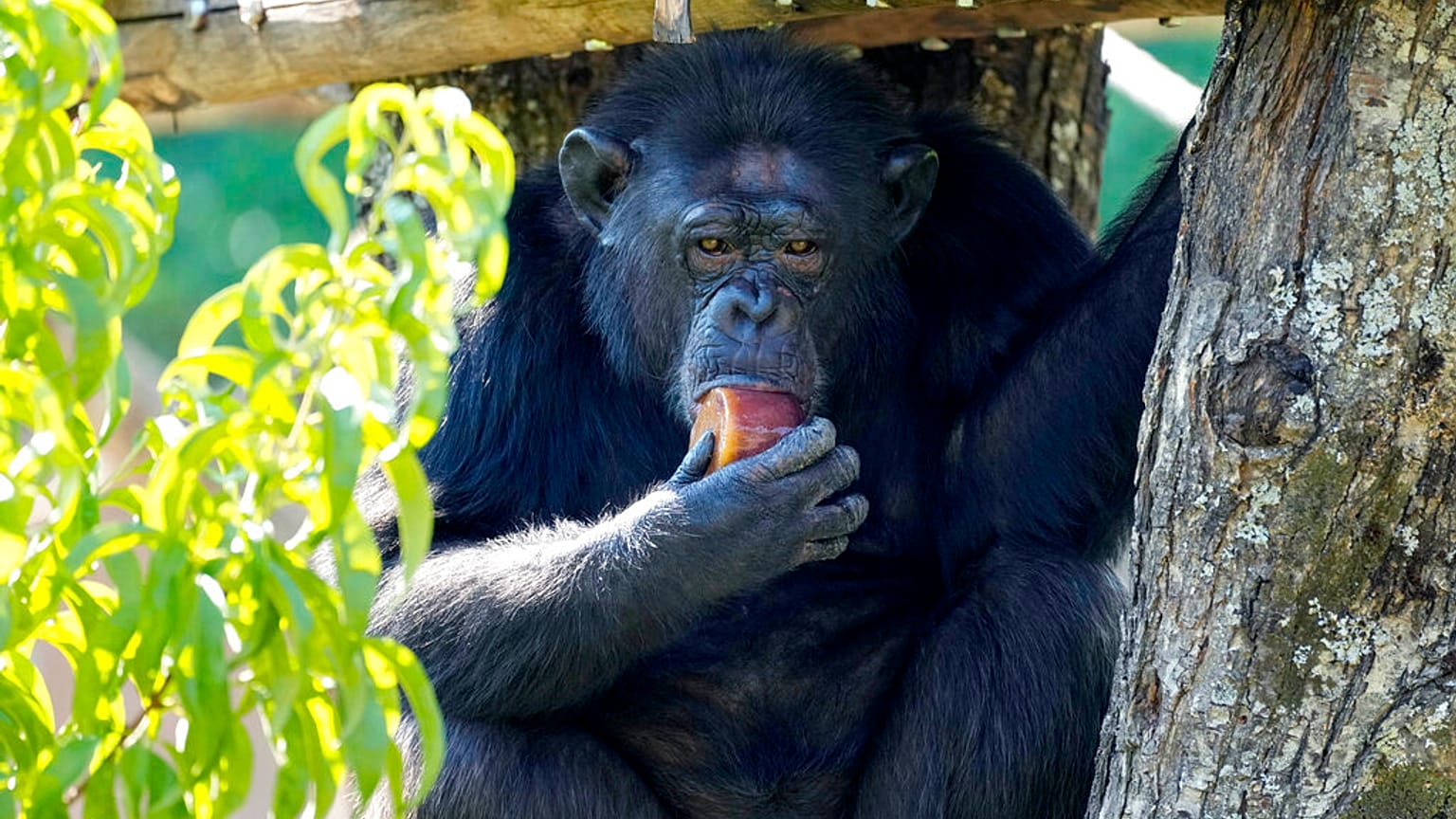 Uno scimpanzé mangia un ghiacciolo di frutta allo zoo di Roma, martedì 19 luglio 2022