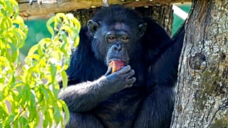 Uno scimpanzé mangia un ghiacciolo di frutta allo zoo di Roma, martedì 19 luglio 2022