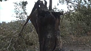 Castaños calcinados en Orense, 19 de julio de 2022
