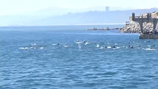 La manada de delfines en la bahía de Valparaíso, Chile, 19/7/2022