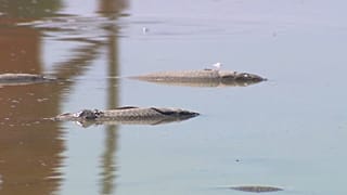 Tote Fische im Zicksee