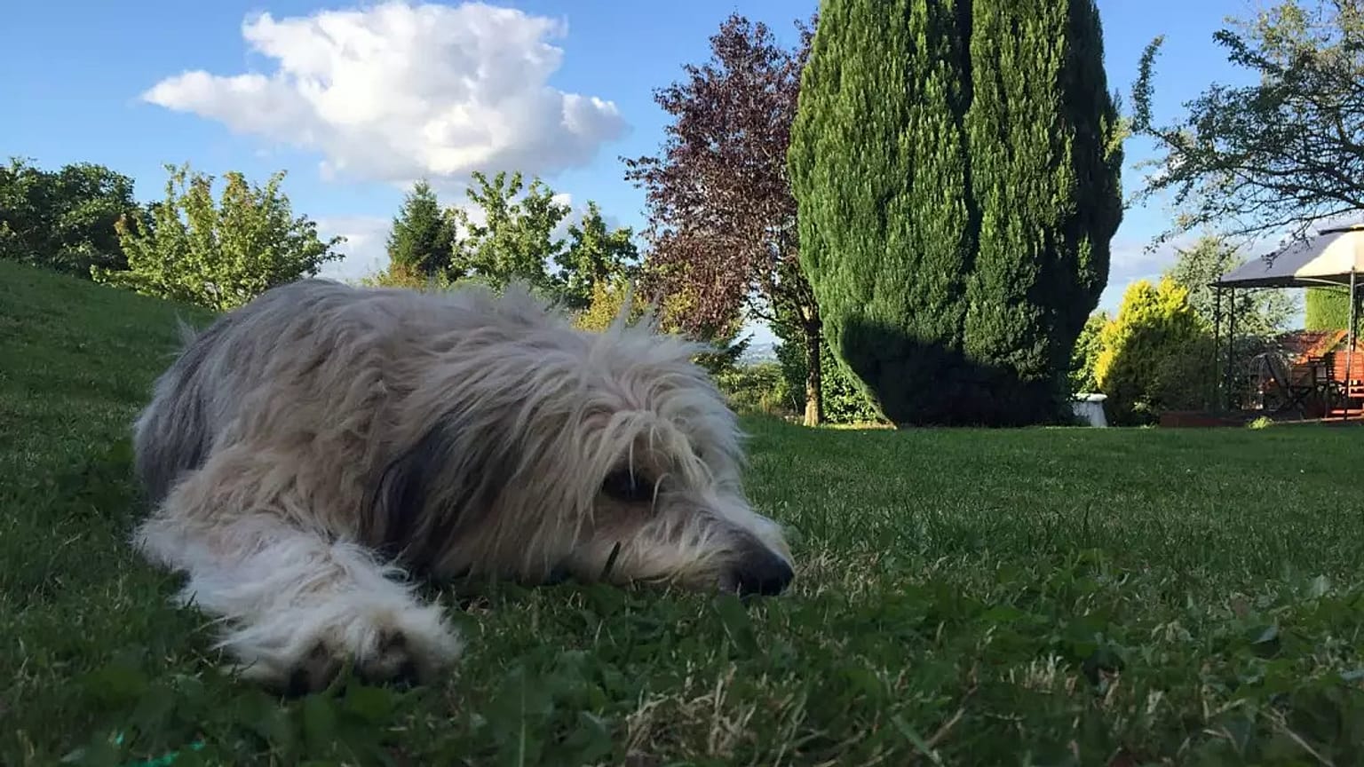 Esta semana hay que animar a los perros a ir a la sombra