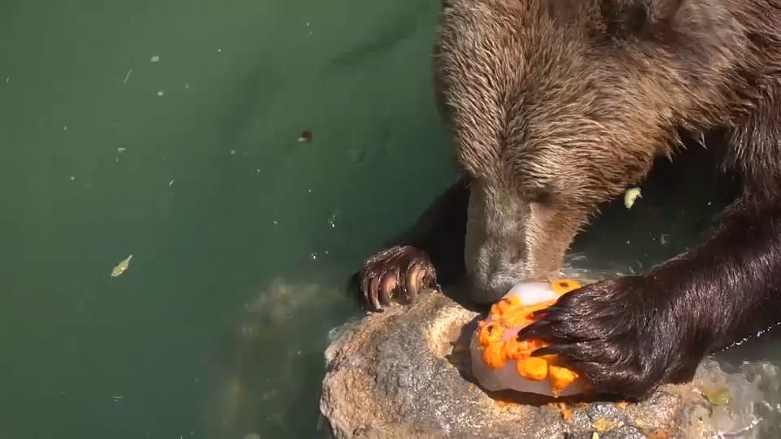 Animales comen fruta helada en el zoológico de Roma 