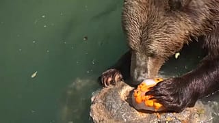 Animales comen fruta helada en el zoológico de Roma 