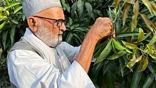 Kaleem Ullah Khan, connu localement sous le nom de "Mango Man", montre comment il greffe différentes variétés de mangues sur un arbre centenaire dans sa ferme (juin 2022).