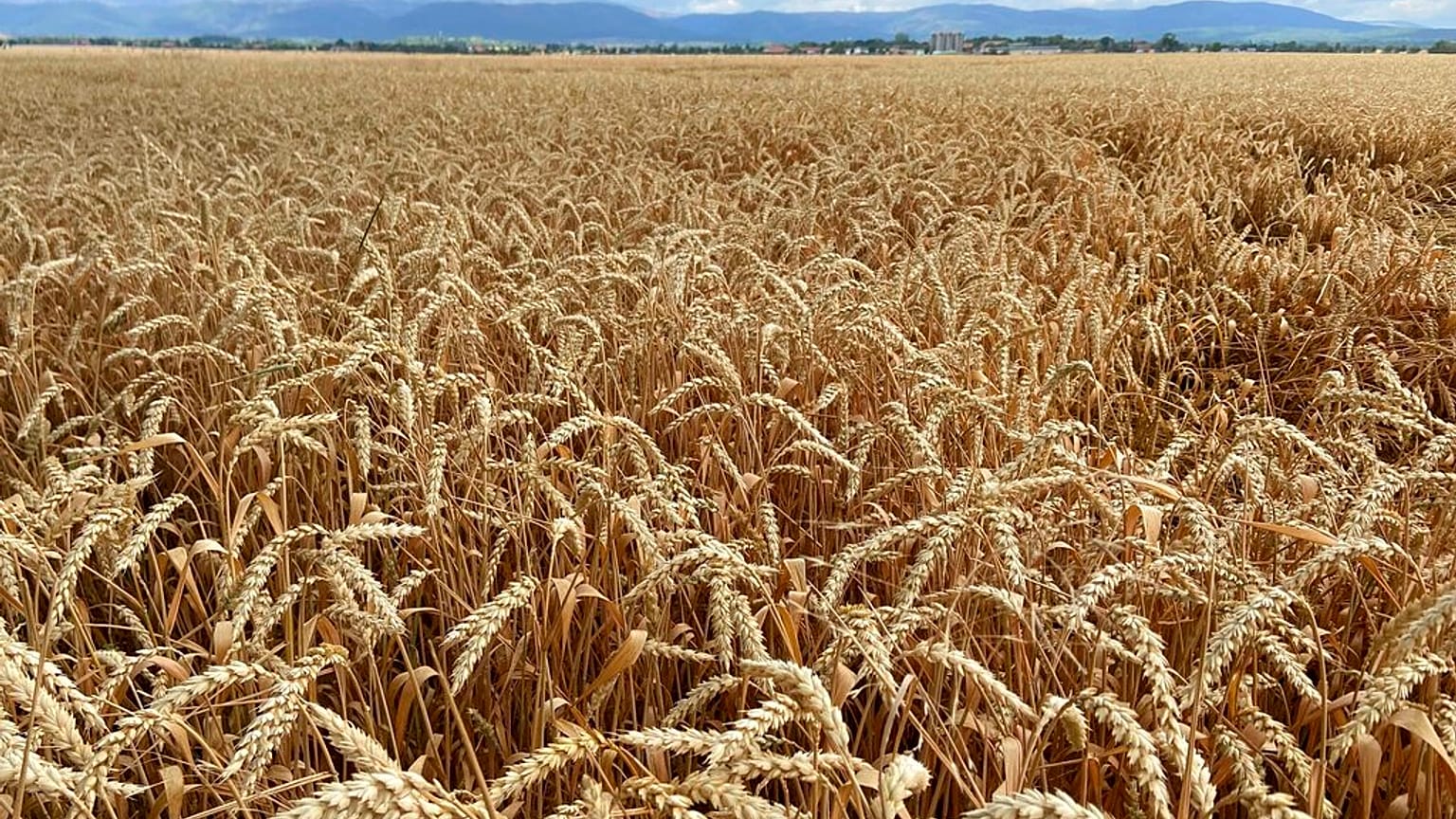 Se calcula que en los puertos ucranianos hay actualmente más de 20 millones de toneladas de grano atascadas. 