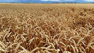 grano