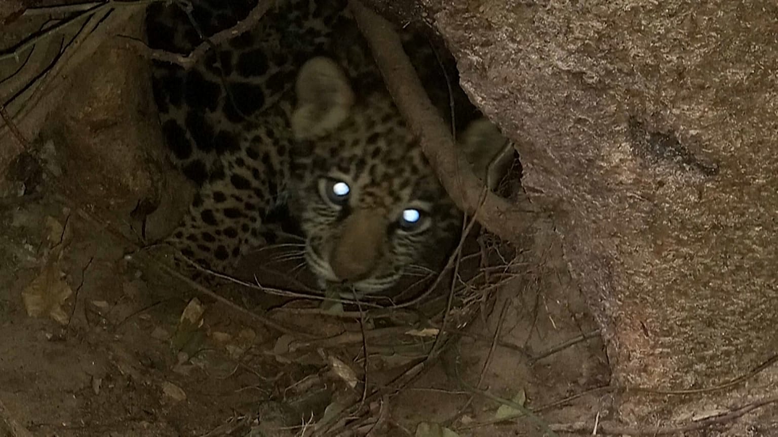 Excepcional nacimiento de dos jaguares en Argentina 