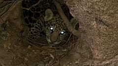 Excepcional nacimiento de dos jaguares en Argentina 