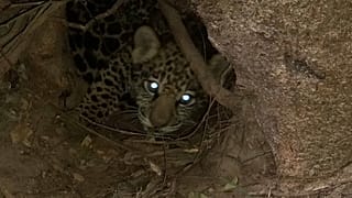 Excepcional nacimiento de dos jaguares en Argentina 