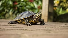 It is illegal to sell turtles with shells less than 10cm long in the US. 