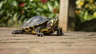 It is illegal to sell turtles with shells less than 10cm long in the US.
