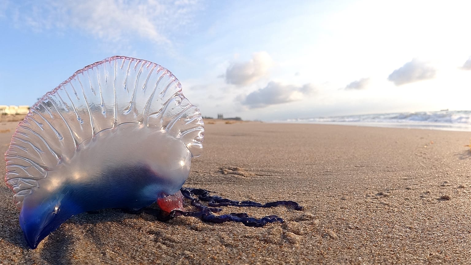 Portuguese Man o' War at Palm Beach, Florida