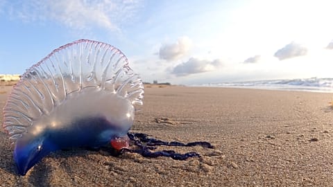 Portuguese Man o' War at Palm Beach, Florida