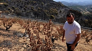 Jesus Soto in his fire scorched vineyards in Spain