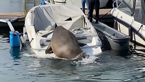 Freya boards a small boat in a bid to catch some rays. 