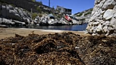 Praga de "Rugulopteryx Okamurae" já invadiram também as calanques de Marselha