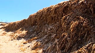 El alga parda, de origen asiático, pone en riesgo las playas de Europa 