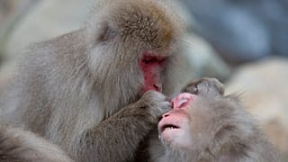 Una pareja de macacos japoneses