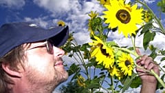 Mann begutachtet Sonnenblume auf dem Feld