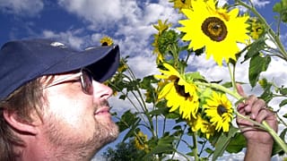 Mann begutachtet Sonnenblume auf dem Feld