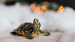 Beim Umgang mit Schildkröten ist Vorsicht geboten: Die manchmal als Haustiere gehaltenen Reptilien können Salmonellen übertragen.