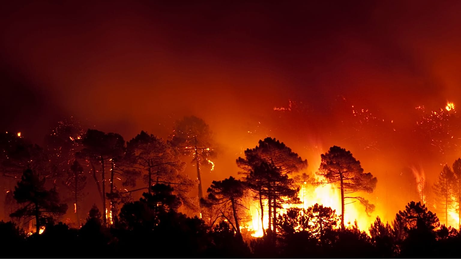 A forest fire in Guadalajara (Spain). A tree-planting company caused a similar blaze last week.