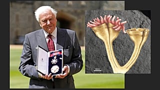 Attenborough és a róla elnevezett fosszília