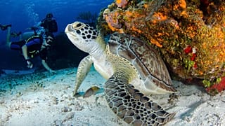 Turtles have been spotted off the south coast of France.